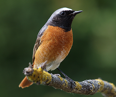 Phoenicurus phoenicurus